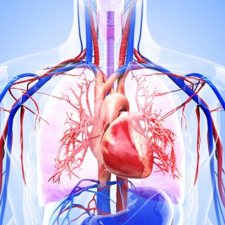  Fortalecimiento del Sistema Cardiovascular